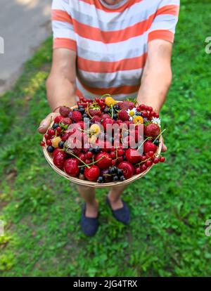 Nonna tiene un raccolto di bacche nelle sue mani. Messa a fuoco selettiva. Cibo. Foto Stock