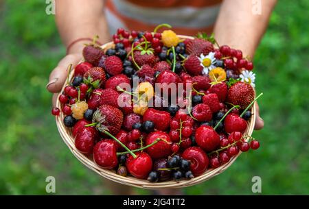 Nonna tiene un raccolto di bacche nelle sue mani. Messa a fuoco selettiva. Cibo. Foto Stock