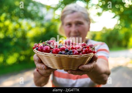 Nonna tiene un raccolto di bacche nelle sue mani. Messa a fuoco selettiva. Cibo. Foto Stock