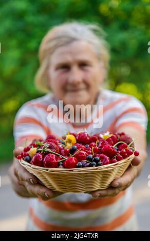 Nonna tiene un raccolto di bacche nelle sue mani. Messa a fuoco selettiva. Cibo. Foto Stock