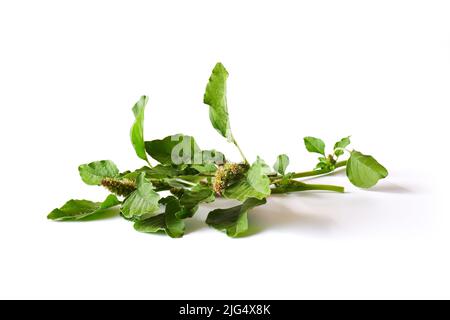 Ciuffi di quinoa verde con semi su sfondo bianco. Foglie di una pianta giardino primo piano. Foto Stock