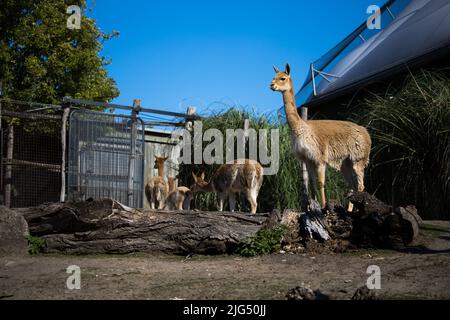 Rotterdam, Paesi Bassi - 06 AGOSTO 2020: Un vicuña alla ricerca per proteggere la famiglia vicuña allo zoo di Rotterdam durante l'estate. Vicuna. Foto Stock