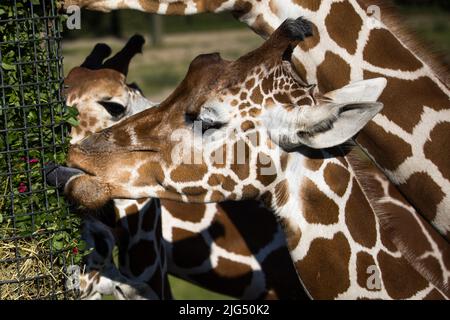 Rotterdam, Paesi Bassi - 06 AGOSTO 2020: Primo piano di giraffe da mangiare in erba. Giraffa che attacca la lingua. Foto Stock