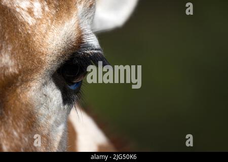 Rotterdam, Paesi Bassi - 06 AGOSTO 2020: Primo piano dell'occhio della giraffa allo zoo di Blijdorp Rotterdam durante l'estate. Occhio giraffa. Foto Stock