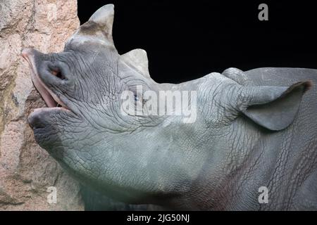 Rotterdam, Paesi Bassi - 06 AGOSTO 2020: Primo piano della testa di un rinoceronte nero all'esterno dello zoo di Blijdorp durante l'estate. Rinoceronte nero. Foto Stock