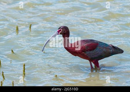 Splendido Ibis lucido con superficie bianca, Plegadis chihi, che si affaccia su una palude poco profonda del fiume e che invecchia per mangiare. Uccello in natura Foto Stock