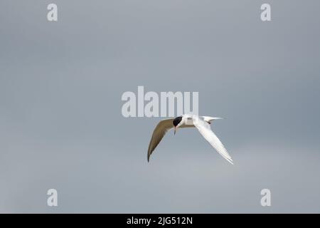 Un nero e bianco Forster's Tern, Sterna forsteri, che si alza nel cielo grigio a caccia di cibo. Uccello in volo. Foto Stock