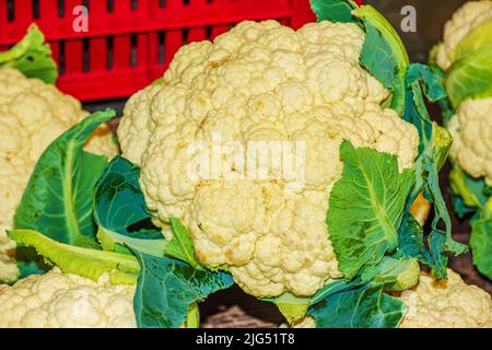 Gruppo di cavolfiori con foglie verdi. Il concetto di nutrizione adeguata. Foto Stock