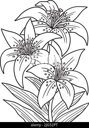 Lilies Flower Coloring Page per Adulti Illustrazione Vettoriale