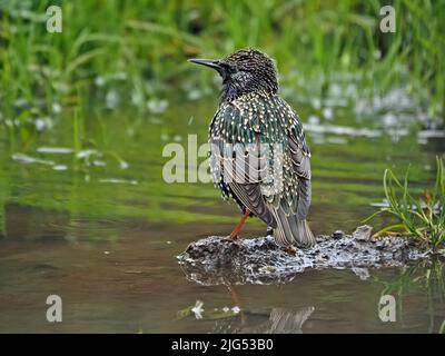 Stordimento comune o stordimento europeo (Sturnus vulgaris) che si bagna in una pozzanghera fangosa in Cumbria, Inghilterra, Regno Unito Foto Stock