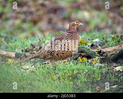 Gallina femmina fagiano comune (Phasianus colchicus) con piumaggio cryptic marrone in Cumbria, Inghilterra, Regno Unito Foto Stock
