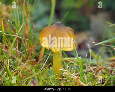 Corpo fruttifero giallo di fungo di Waxcap annerimento (Hygrocybe conica) che cresce su praterie antiche in Cumbria, Inghilterra, Regno Unito Foto Stock