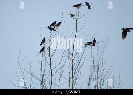 Corvi su albero. Un sacco di uccelli su rami di albero. Corvi neri contro il cielo. Foto Stock