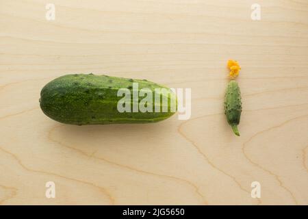 Grande cetriolo e gherkin con fiore giallo su asse di legno. Fresco due cetrioli interi: Uno è grande, secondo è piccolo. Confronto dimensioni. Verde sano Foto Stock