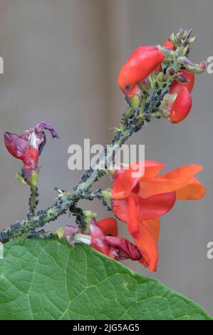 Attacco di Blackfly sulla pianta del fagiolo del corridore Foto Stock