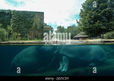 Un primo colpo di un ippopotamo sotto l'acqua allo zoo. Hippo sta riposando sotto l'acqua. Foto Stock