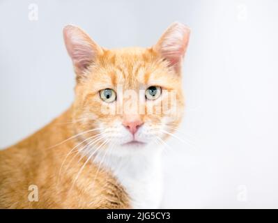 Un gatto shorthair tabby arancione con l'orecchio sinistro ribaltato, indicando che è stato spayato o neutrizzato e vaccinato come parte di un ritorno Trap neuter Foto Stock