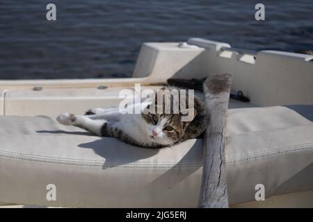 Cat è sdraiato su una barca Foto Stock