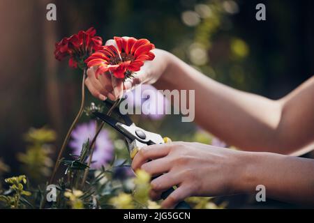 Il modo più chiaro per entrare nell'Universo è attraverso una foresta. Shot di un fiorista irriconoscibile che lavora con le sue piante nella sua stanza dei bambini. Foto Stock