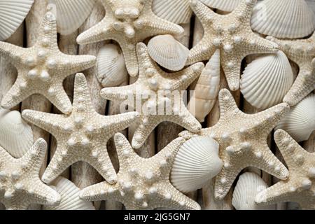 Carta da parati marina. Starfish e conchiglie marine in colori beige pastello. Stelle marine beige su bastoni bianchi di legno di driftwood. Decor nautico. Foto Stock