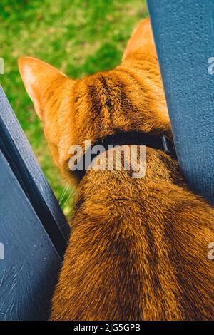 Il gatto arancione si attacca la testa tra le colonne per guardare sopra il lddge Foto Stock