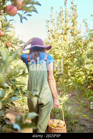 Un agricoltore che raccoglie frutta biologica succosa e nutriente nella stagione estiva. Donna che tiene un cestino di mele appena raccolte da alberi in un sostenibile Foto Stock