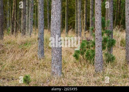 Una pineta con erba secca e piante verdi. Paesaggio di molti tronchi di pino in natura durante la stagione autunnale. Arbusti selvaggi e non coltivati Foto Stock