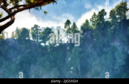 Paesaggio di una pineta in montagna. Paesaggio naturale Misty con alberi e piante verdi o cespugli lussureggianti in un ambiente ecologico sul Foto Stock