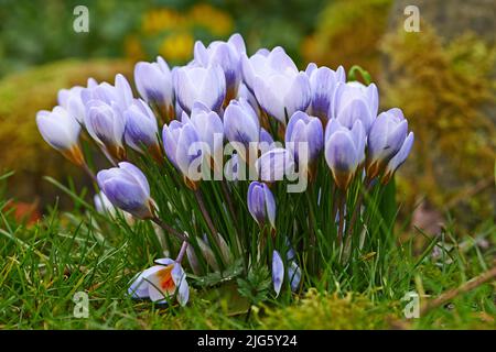 Primo piano di fiori freschi di Crocus che crescono su un prato o giardino. Un mazzo di fiori viola in una foresta, che aggiunge alla bellezza della natura e pacifica Foto Stock