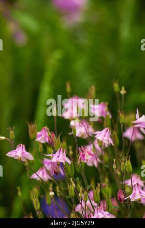 Gruppo di fiori colombini rosa e vibranti che fioriscono e crescono in campo remoto o giardino di casa. Primo piano di delicato, fresco aquilegia Granny cofano Foto Stock