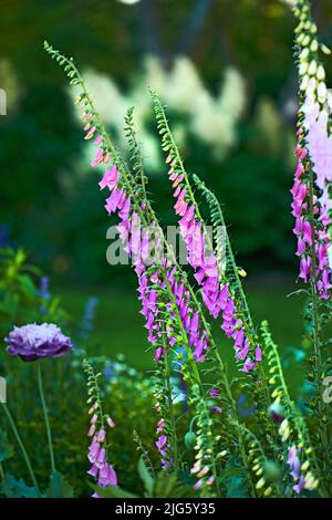 Foxguants o Digitalis Purpurea in piena fioritura in giardino in estate o in primavera. Bella pianta viola con un gambo verde in natura isolato con Foto Stock