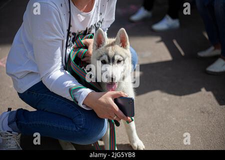 Cucciolo Husky. Il tuo animale domestico preferito in estate. Animale con famiglia. Animali domestici a piedi nel parco. Foto Stock