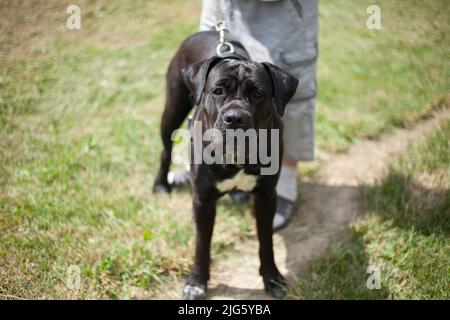 Cane nero al guinzaglio. Proprietario con cane grande. Cane a piedi. Animali domestici a piedi nel parco. L'uomo e il suo amico con quattro zampe. Fuori in estate. Foto Stock