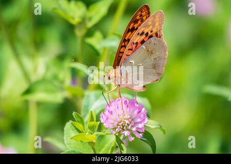 Il verde scuro fritillary farfalla raccoglie nettare su fiore. La Speyeria aglaja, precedentemente conosciuta come Argynnis aglaja, è una specie di farfalla della f Foto Stock