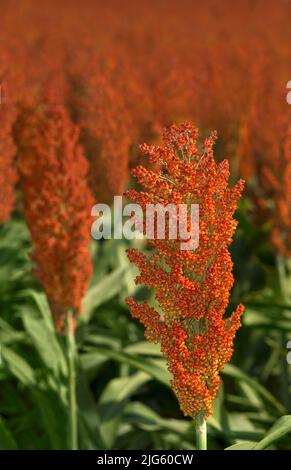 Semi di sorgo di testa Foto Stock