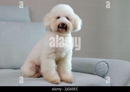 Adorabile sorridente cucino bianco seduto e rilassante da solo sul divano blu durante il soggiorno a casa. Foto Stock