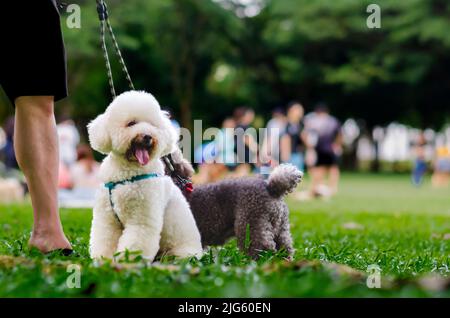 Un adorabile cuccioli che in guinzaglio di cane seduto su erba verde con il proprietario mentre si cammina al parco. Foto Stock