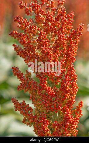 Semi di sorgo di testa Foto Stock