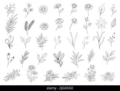 Wildflower collezione botanica con stile contorno, disegnata a mano individuale e arrangiamenti floreali clipart, foglie, fiori vettore illustrazione. Illustrazione Vettoriale