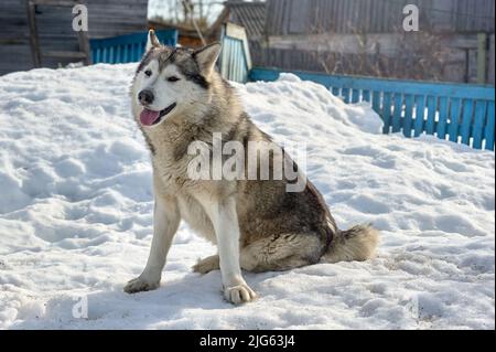 Un bel cane Husky è seduto nella neve Foto Stock