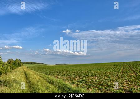 Pulkau, Landwirtschaft, Hügelland, Feld, Waldviertel, Niederösterreich, Felder, Acker, Himmel, Wolken, flach, ruhig, still, abgelegen, einsam, Natur, Foto Stock