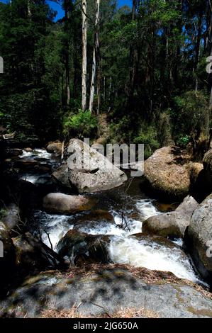 Il fiume Toorongo è un fiume selvaggio di montagna, che attraversa le foreste e le cascate, vicino a Noojee a Gippsland, Victoria, Australia. Foto Stock