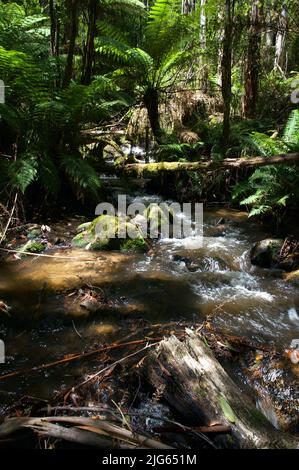 Il fiume Toorongo è un fiume selvaggio di montagna, che attraversa le foreste e le cascate, vicino a Noojee a Gippsland, Victoria, Australia. Foto Stock