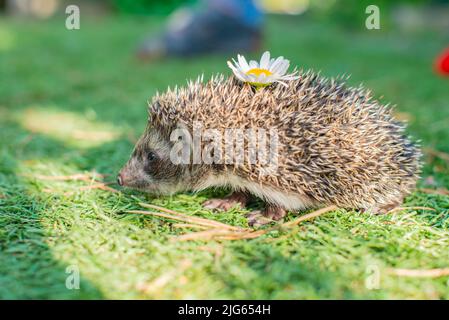 un riccio pungente con un fiore di camomilla in una radura Foto Stock