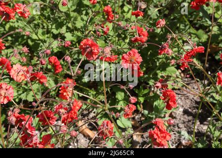 Geum Scarlet Tempest Sir Harold Hillier Gardens Ampfield Romsey Hampshire Inghilterra Foto Stock