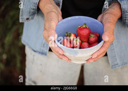 Mani di una donna anziana che tiene una ciotola di fragole mature Foto Stock