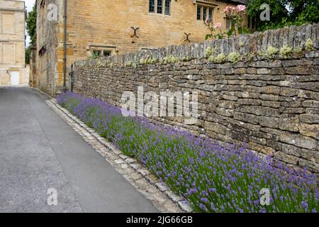 La copertura di lavanda contro un vecchio muro di pietra ai giardini di Bourton House, Morton in Marsh. Città del mercato nel Cotswolds, Gloucestershire, Inghilterra, regno unito Foto Stock