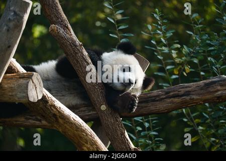Panda gigante sdraiato su tronchi d'albero in alto. Mammiferi in pericolo dalla Cina. Natura foto di animale Foto Stock