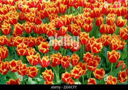 Campo di tulipani rossi Foto Stock