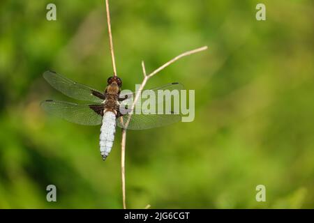 Primo piano di una gomma a corpo largo in natura su un ramo asciutto, bella libellula blu Foto Stock